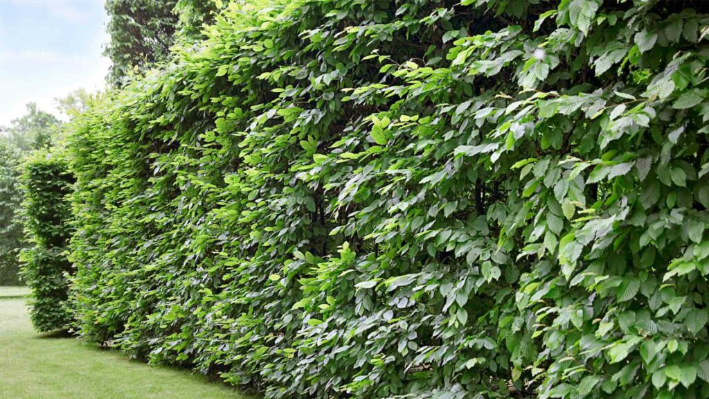 February 3 – God controls the hedge around you