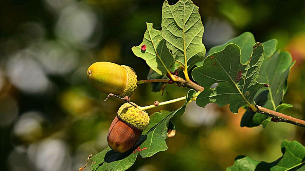 April 13 – Theology in botany