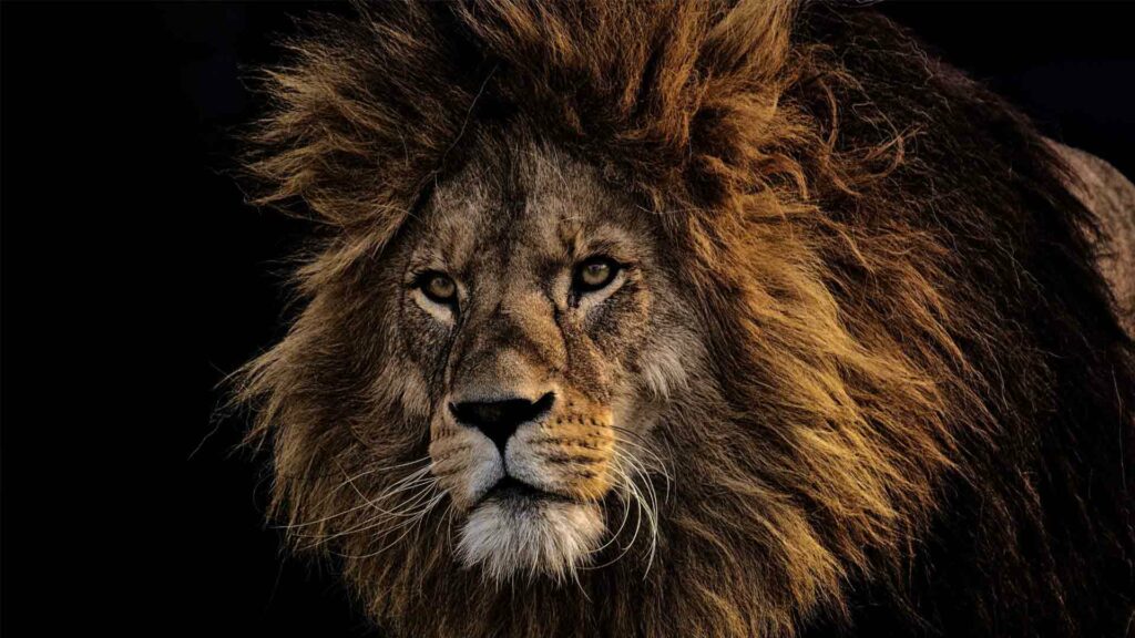 April 8 – A powerless lion