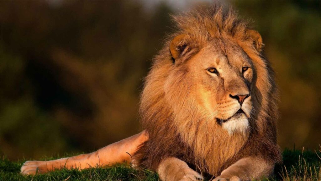 May 19 – Jesus, the kingly lion (I)