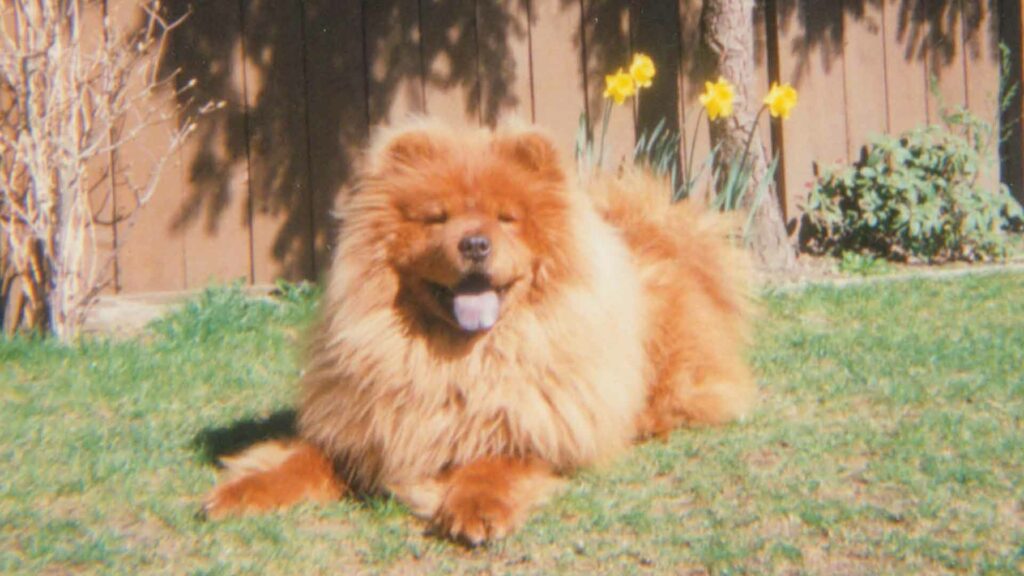 Puppy love: in praise of pets