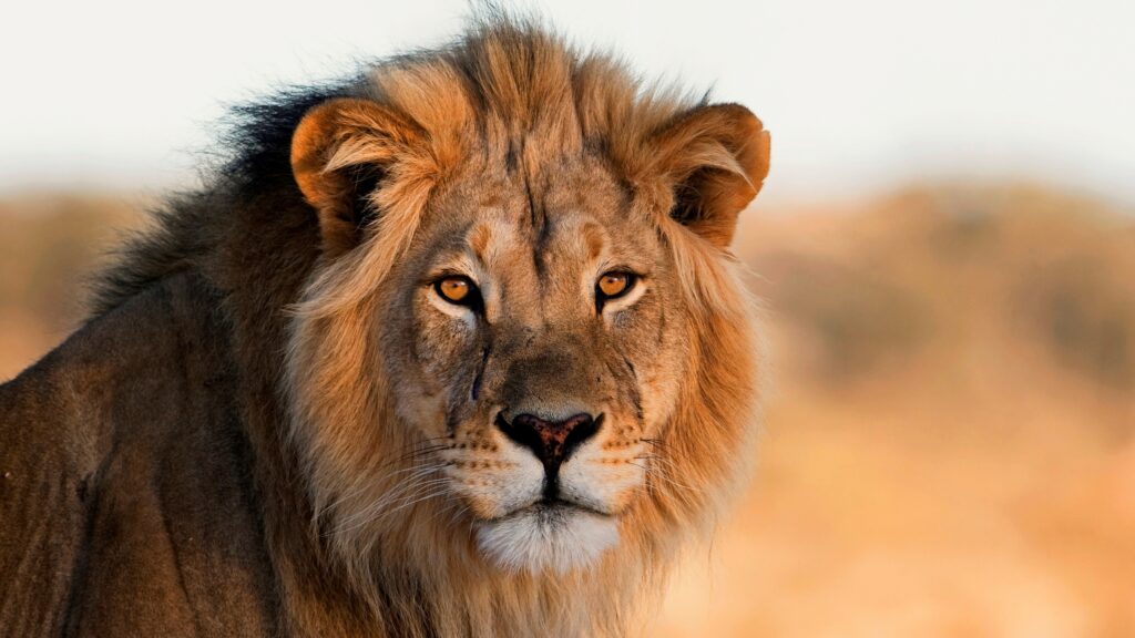 August 11 – The lion of Judah