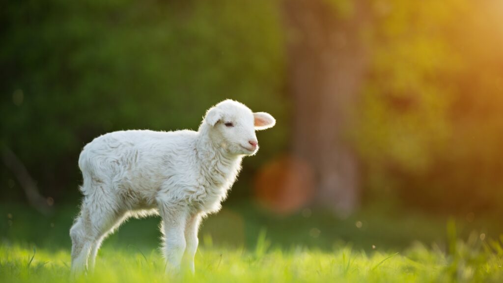 August 12 – Worthy is the lamb