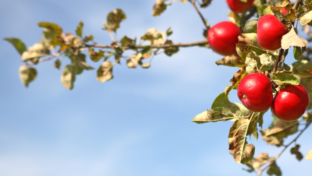 October 5 – A God-pleasing faith