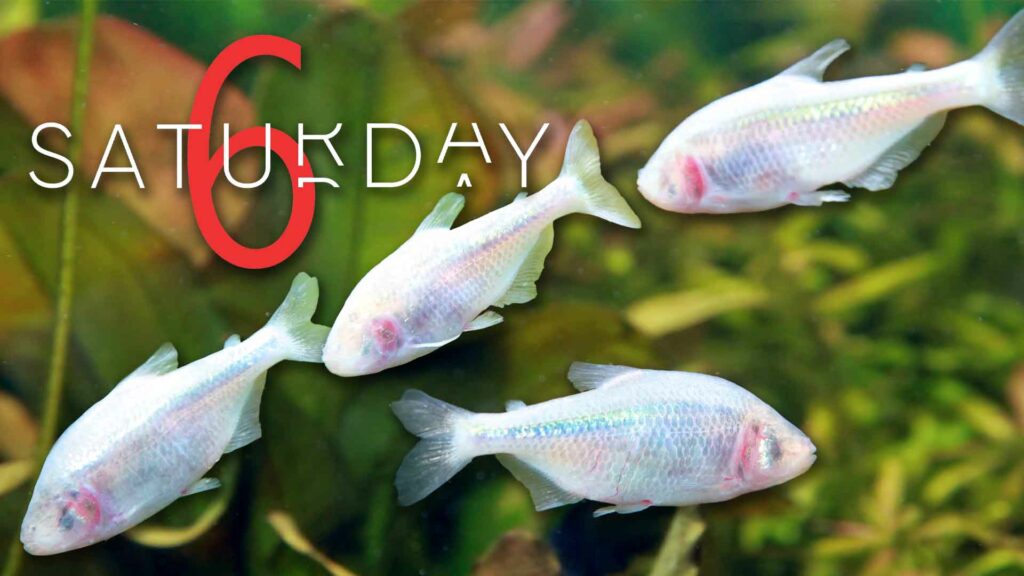 Saturday Selections – Nov. 18, 2023