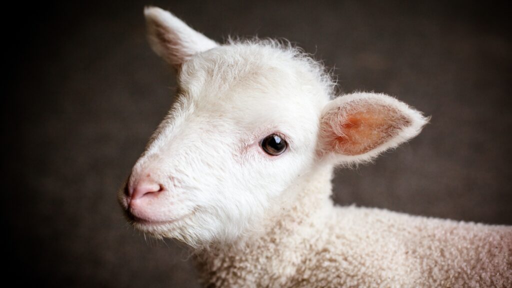 December 31 – Behold, the lamb of God!