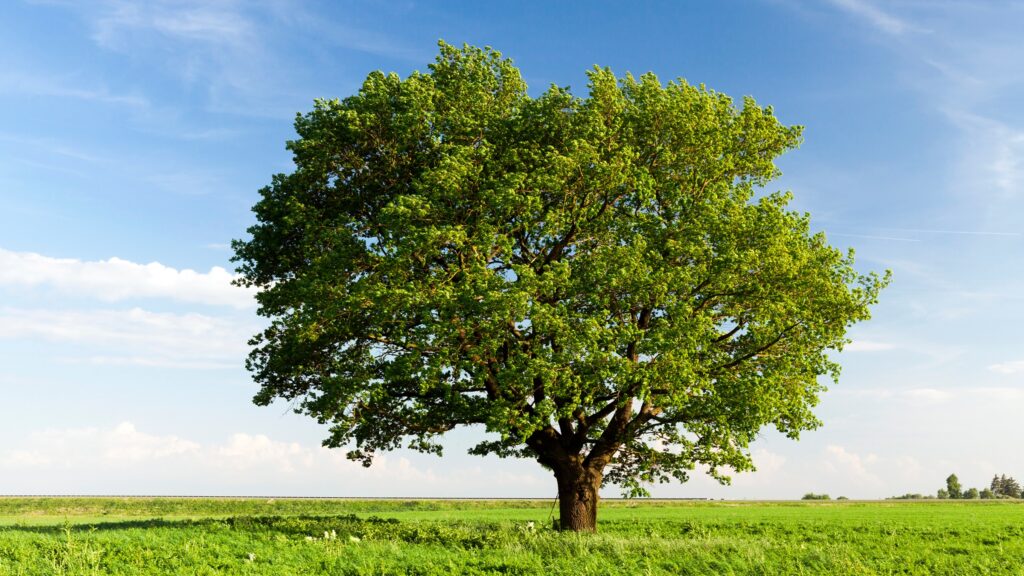 December 6 – The nations rallying to the root of Jesse