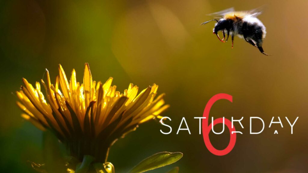 Saturday Selections – Dec. 16, 2023