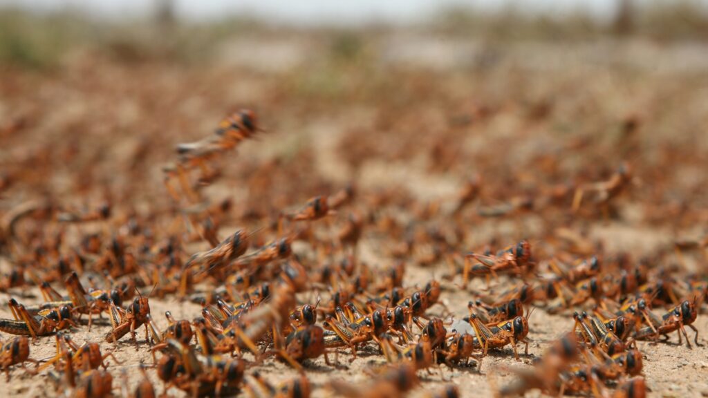 January 5 – Leaping locusts
