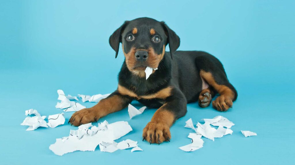 My dog ate the evidence for evolution