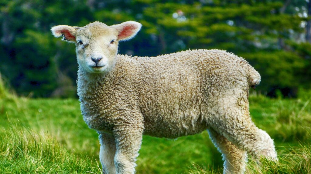 March 27 – Cross purposes: Sacrifice