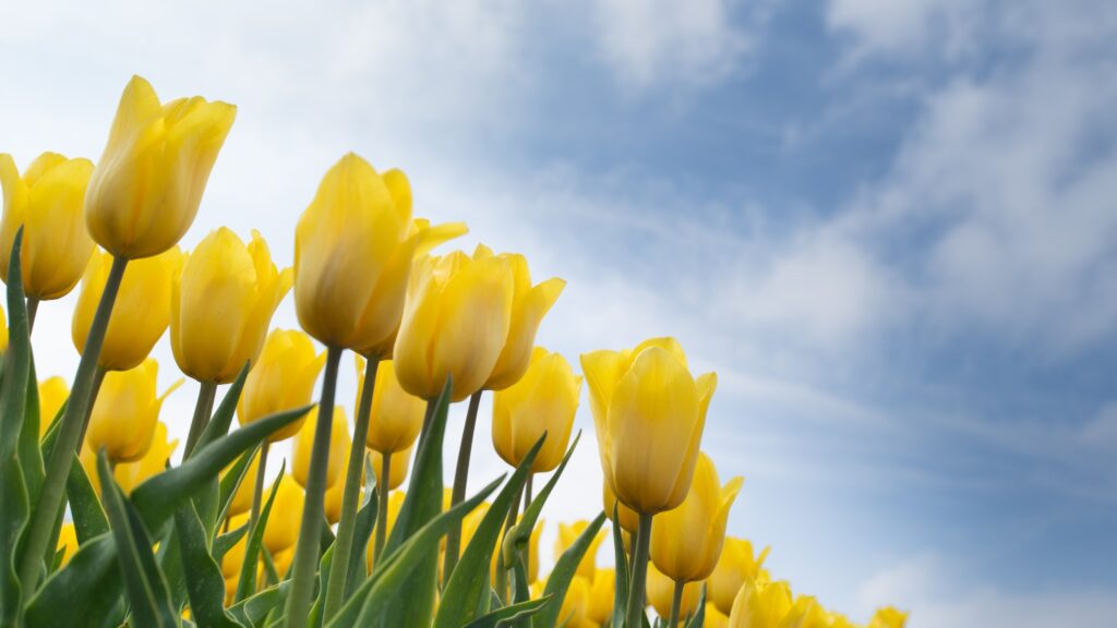 April 8 – The Holy Spirit regenerates