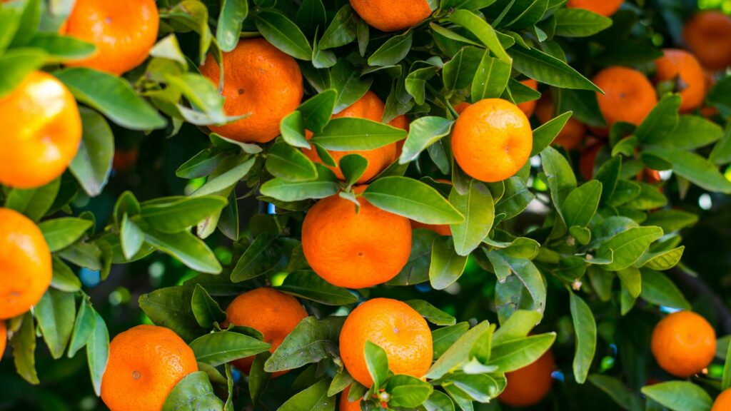 April 21 – The fruit of the Spirit – Patience