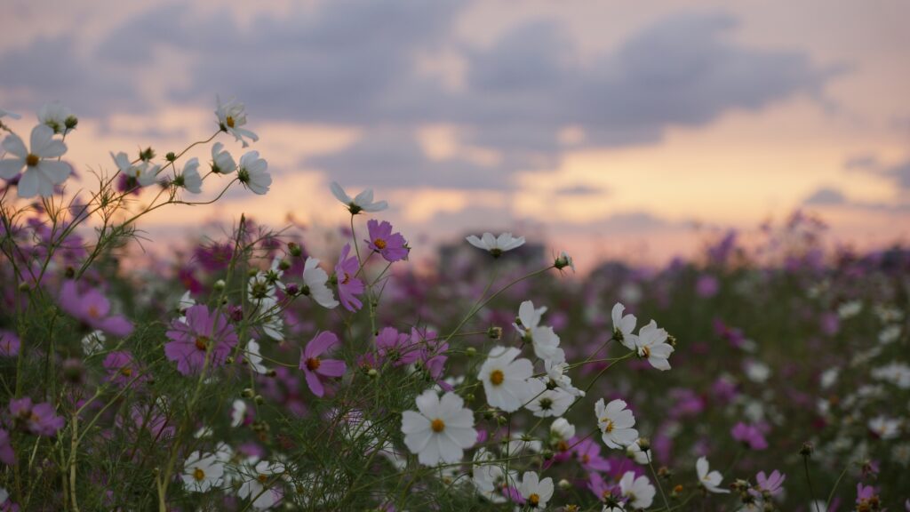 May 25 – The patience of God 