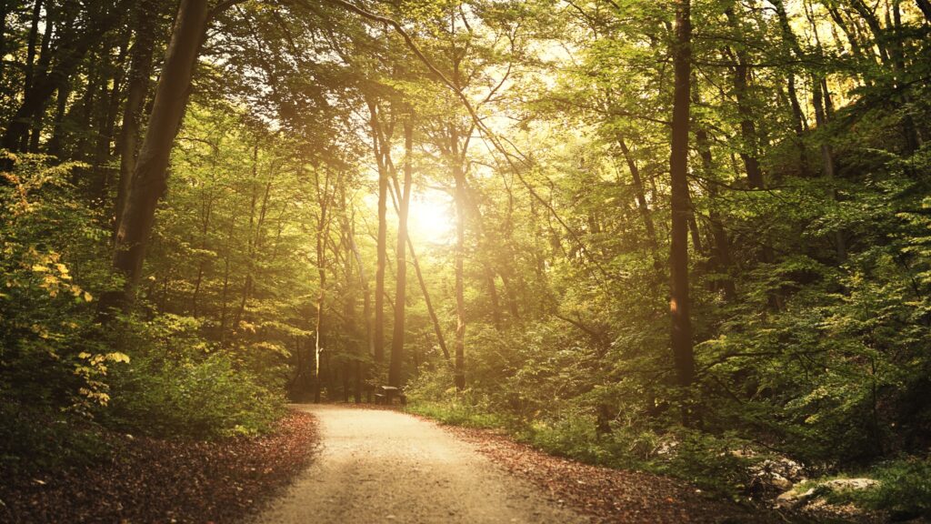 June 23 – O Jesus I have promised 