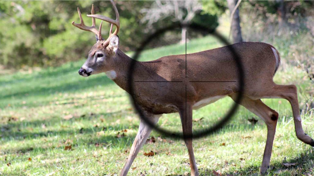 Oh deer! Government paying non-Canadians to hunt