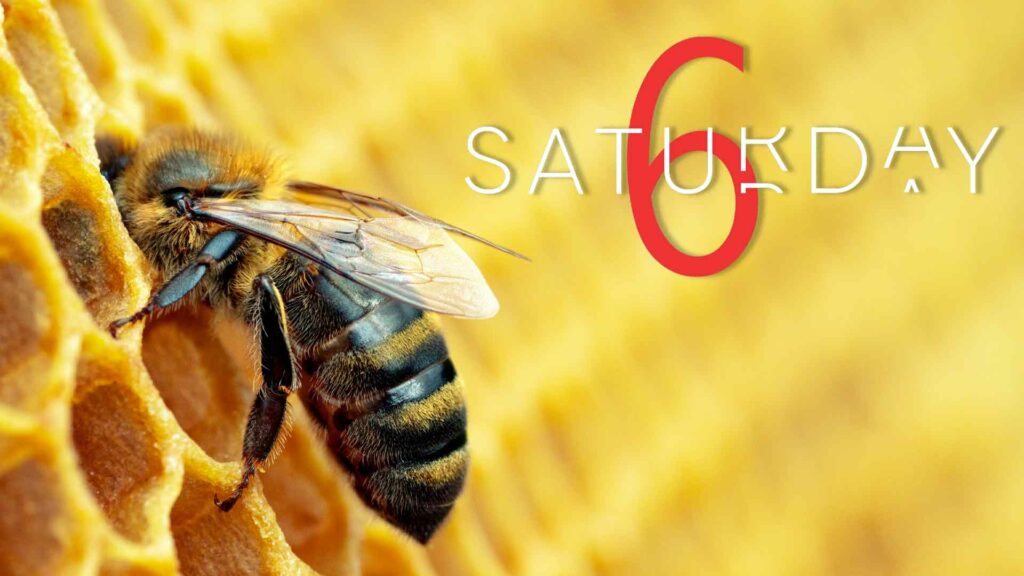 Saturday Selections – June 8, 2024