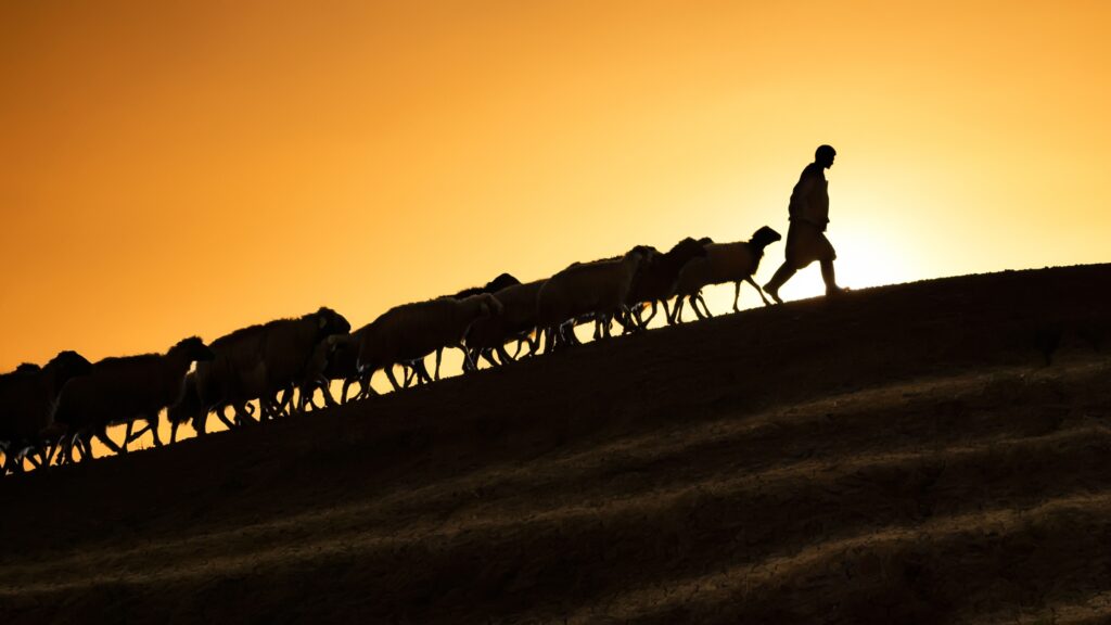 July 9 – Paul’s shepherd’s heart