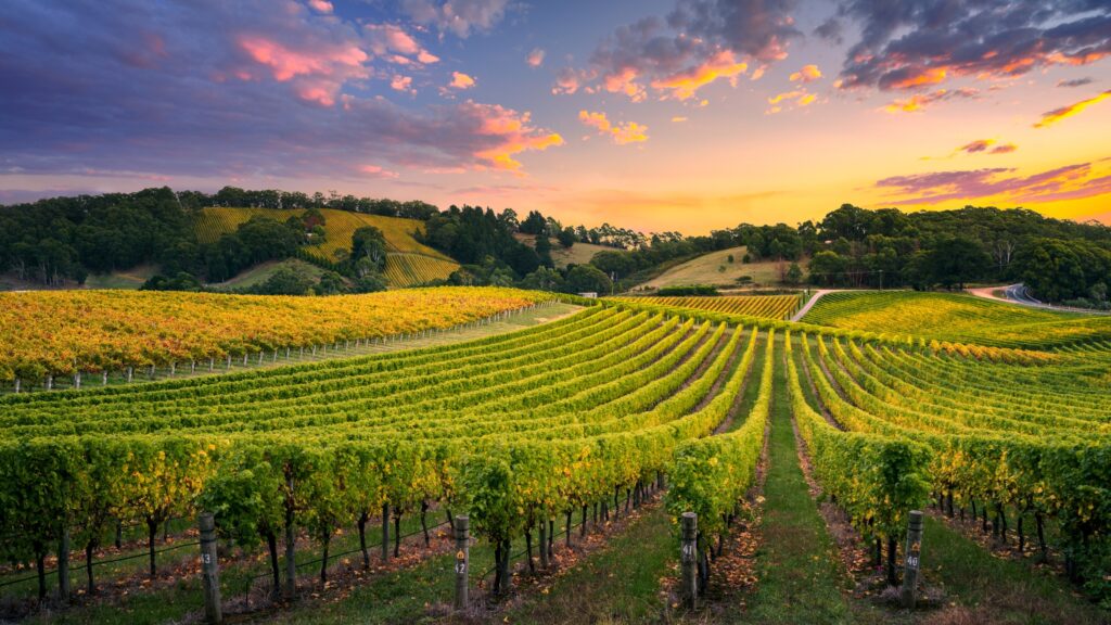 November 15 – In Naboth’s vineyard