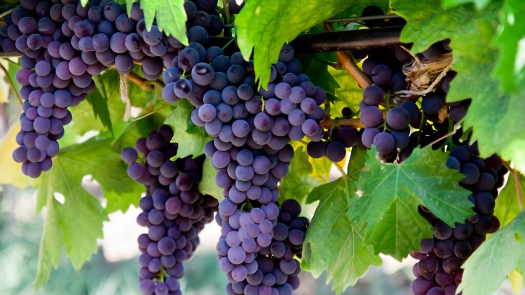 December 2 – The harvest of the earth