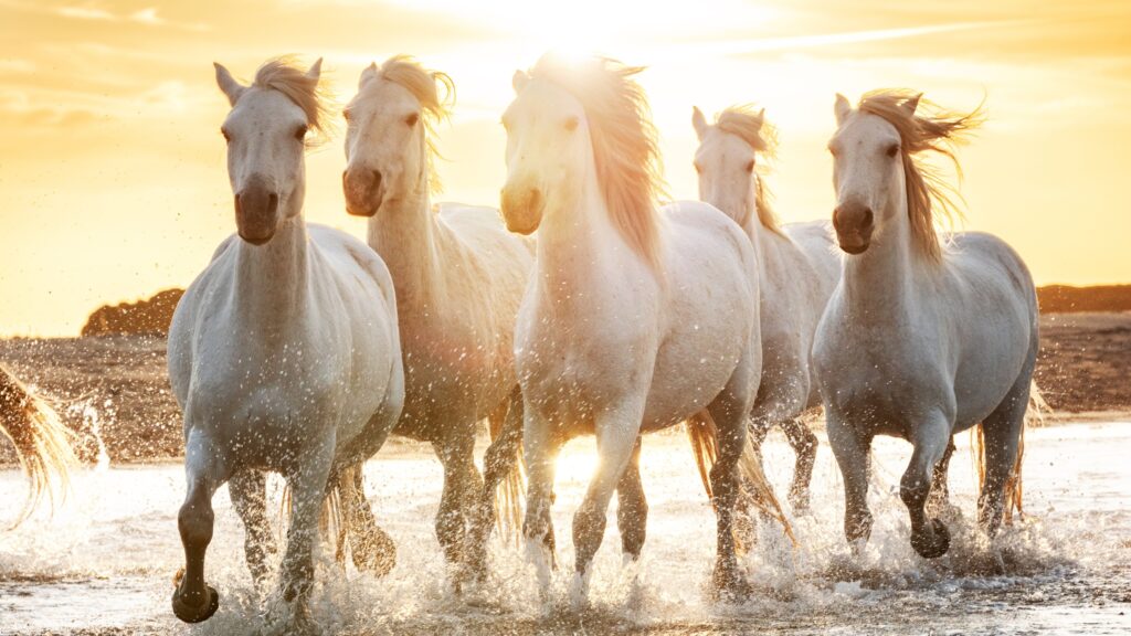 December 13 – The rider on the white horse