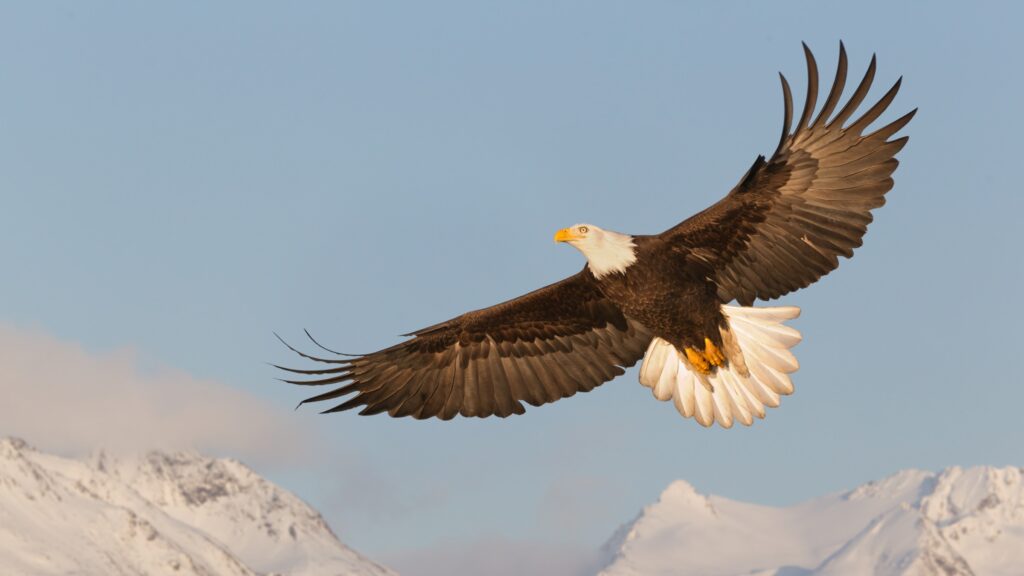 January 5 – Renewing our strength