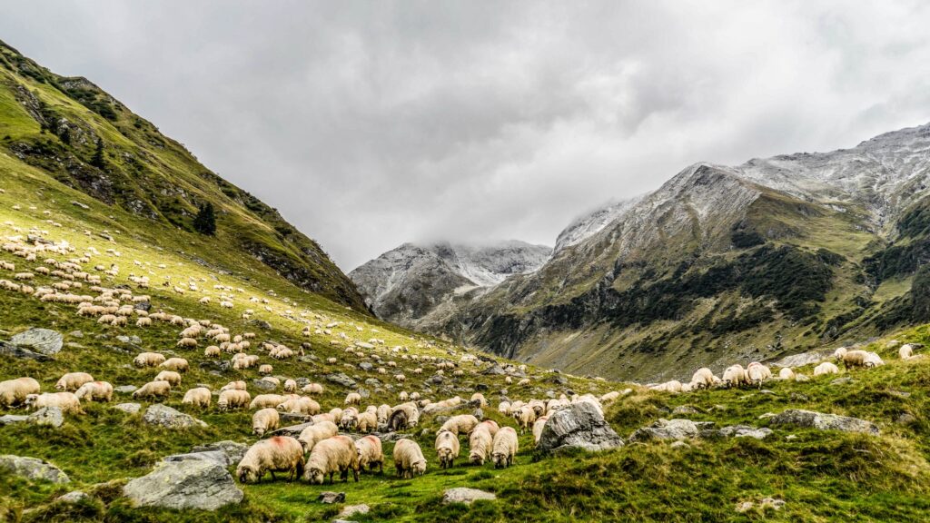 January 20 – Jesus’ sheep