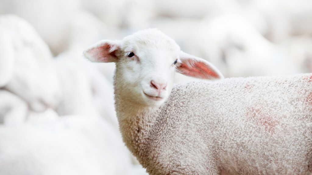 May 25 – Christ, our passover lamb