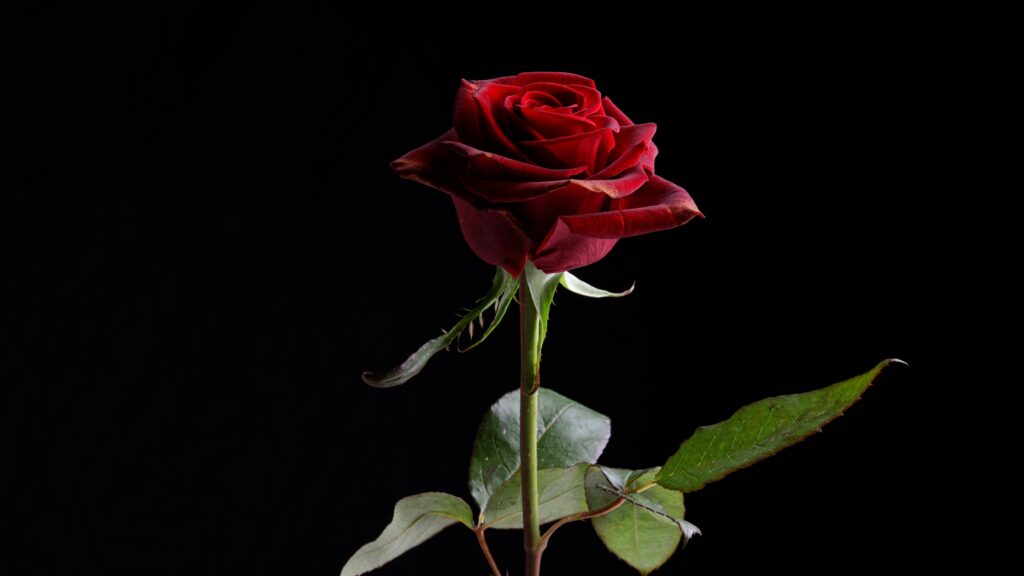 May 27 – Eternal grace