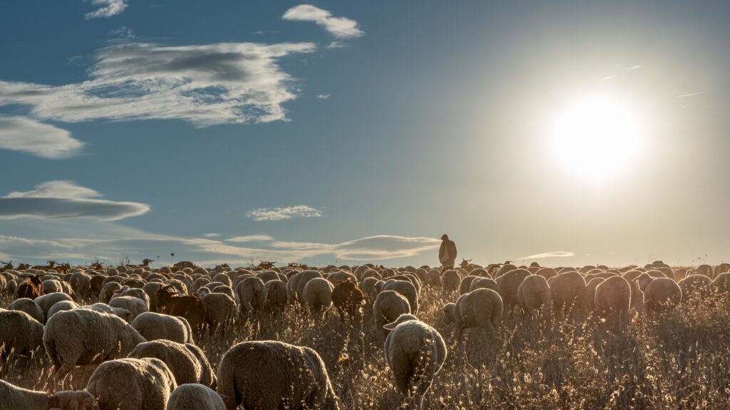June 30 – Jesus, our best shepherd