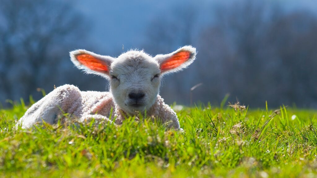 August 27 – Where is the Lamb?