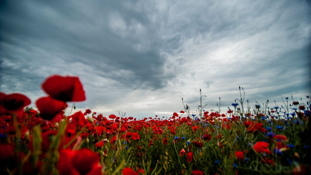 November 11 – The temptation of nations