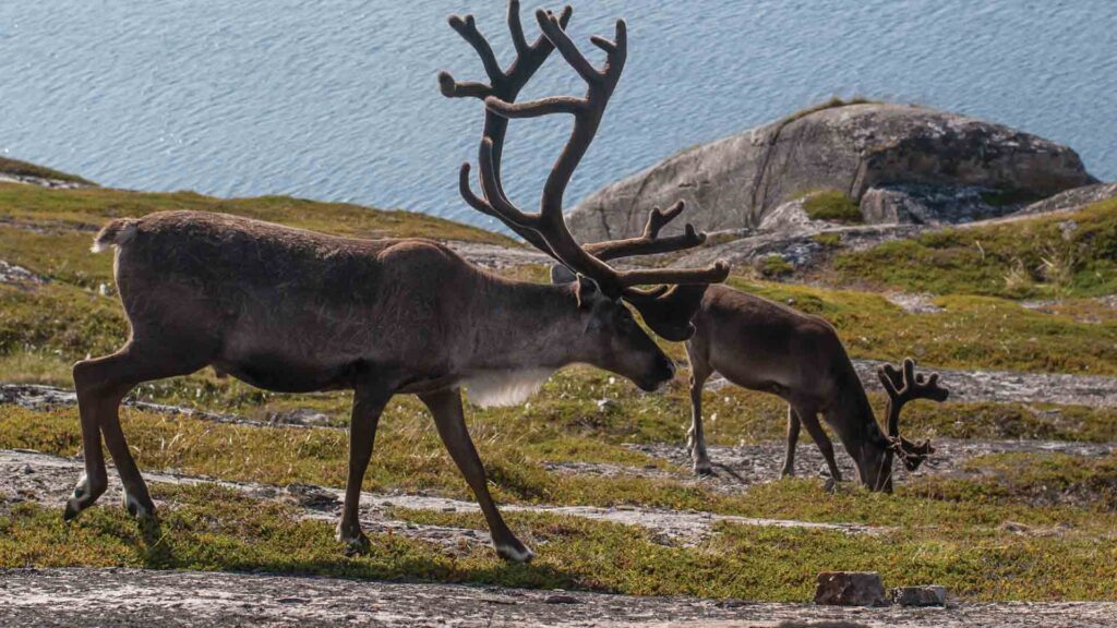 How to catch Ice Age Man using digital reindeer