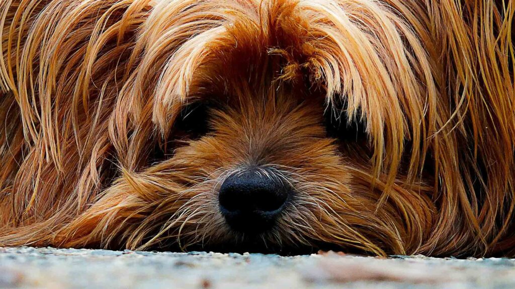 1 in 7 dog owners would give up partner to prolong Fido’s life