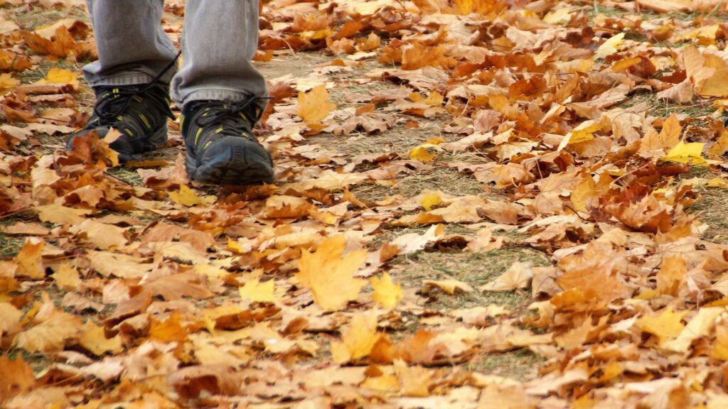 Do leaves die?
