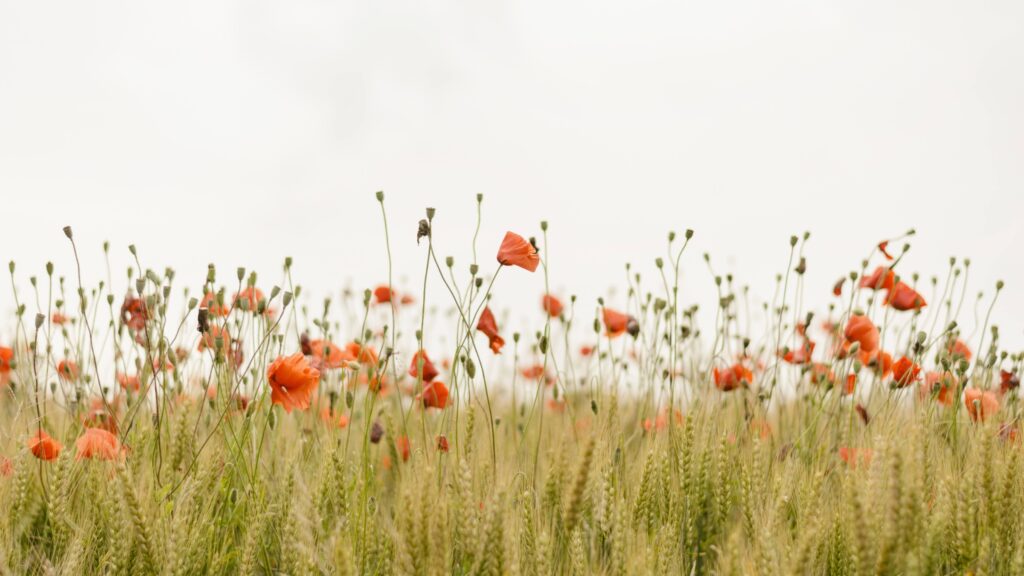 May 18 – The shortness of life