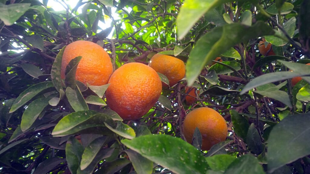June 9 – The fruit of joy (I)