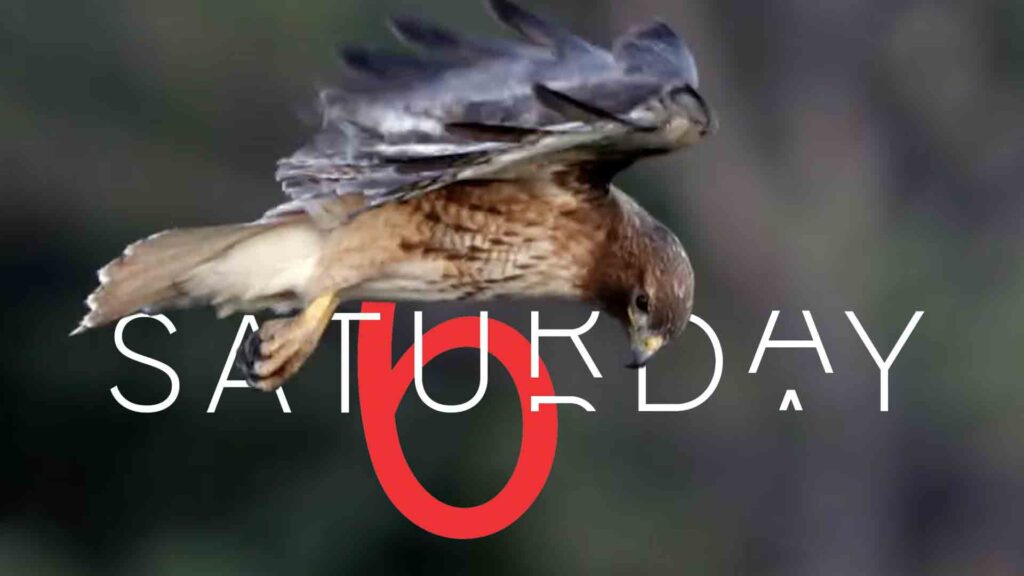 Saturday Selections – June 13, 2026