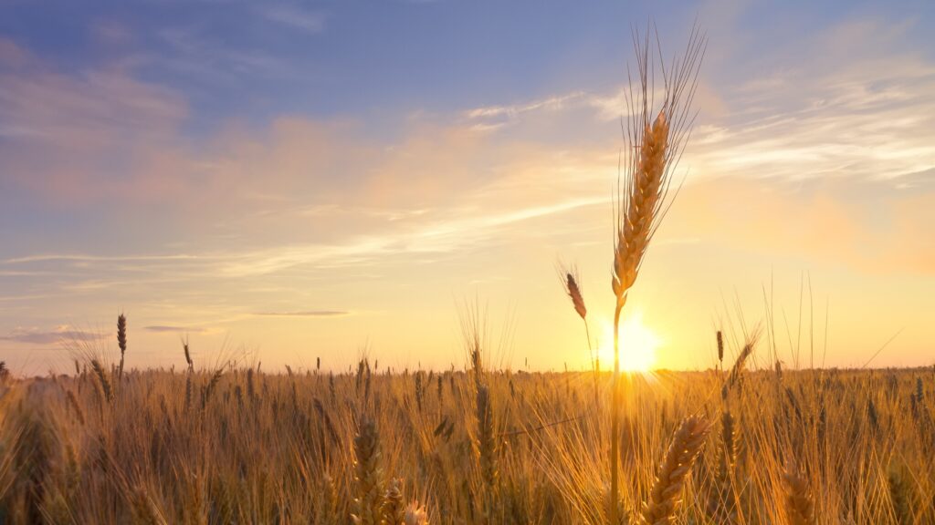 July 13 – Gleaning (II)