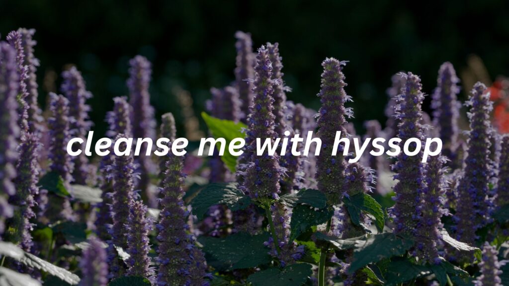 August 19 – Cleanse me with hyssop