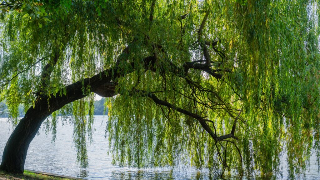 August 2 – Blessing for covenant keepers