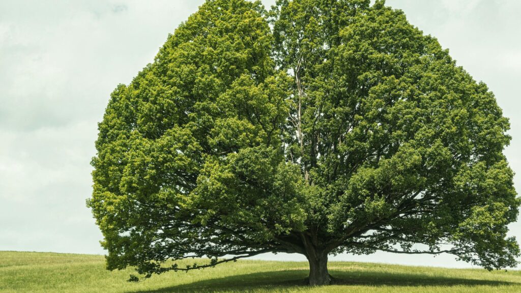 August 25 – Singing the truth about God