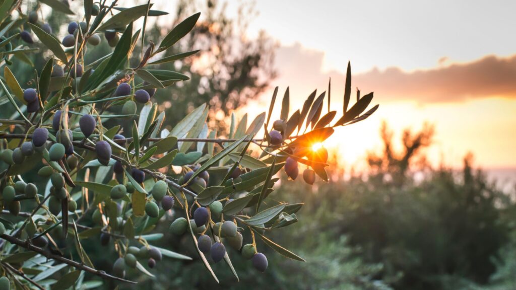August 30 – Worship of the fruitful tree